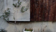 quiet color#168