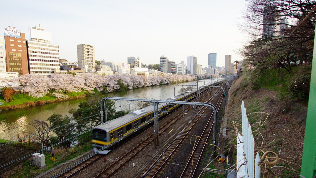 お花見列車