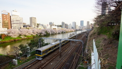 お花見列車
