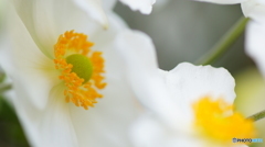秋の花～白