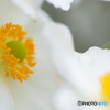 秋の花～白