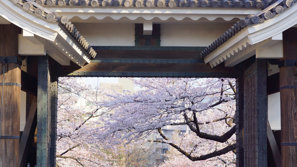 桜の国へようこそ-2015