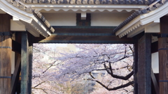 桜の国へようこそ-2015