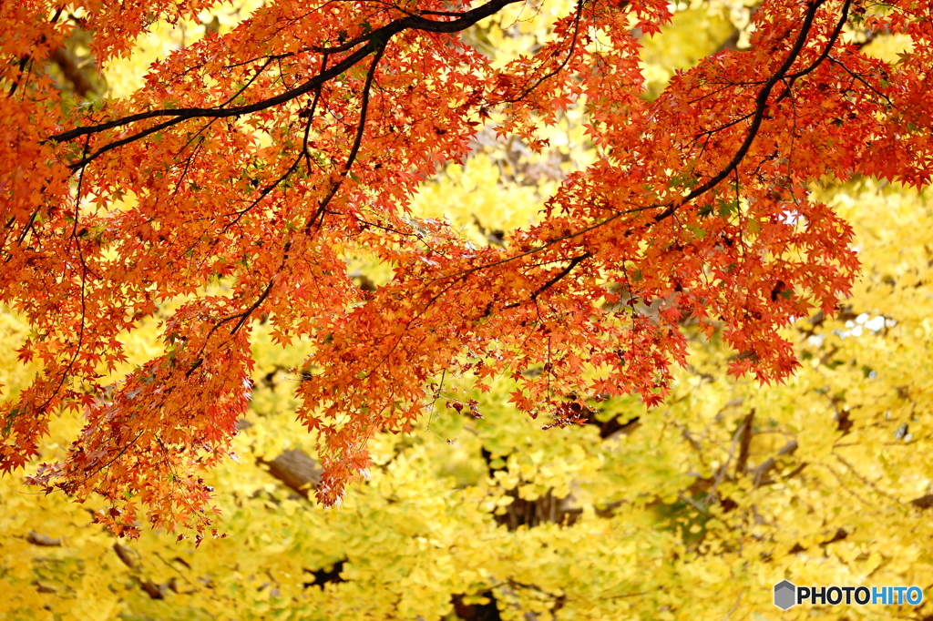 20151121  昭和記念公園-秋 (20)