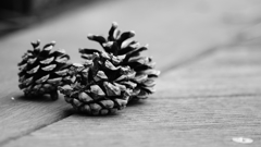 秋の落し物-Pine Cones