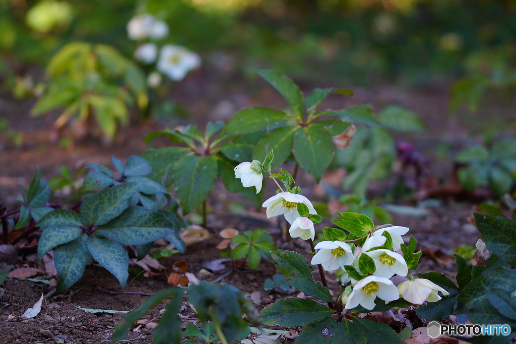 クリスマスローズ