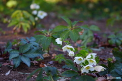 クリスマスローズ