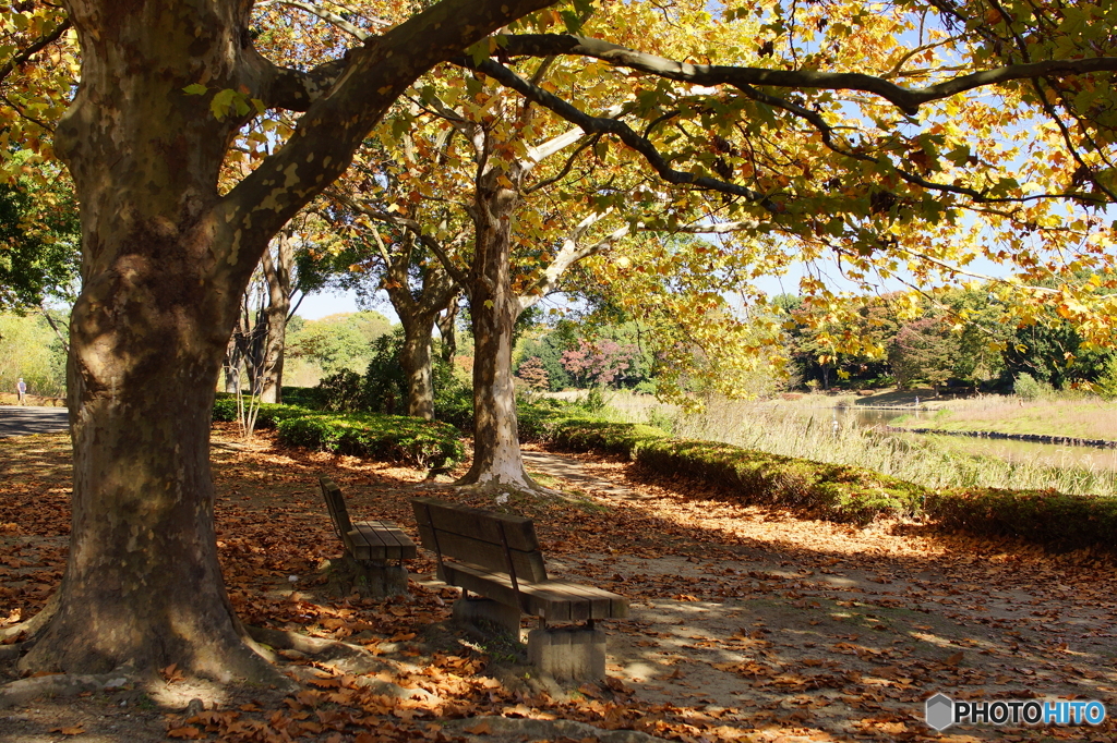 20151104 昭和記念公園 (9)