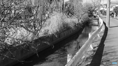 tokyo monochrome# (1143)