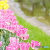 20160423　昭和記念公園70mm (117)
