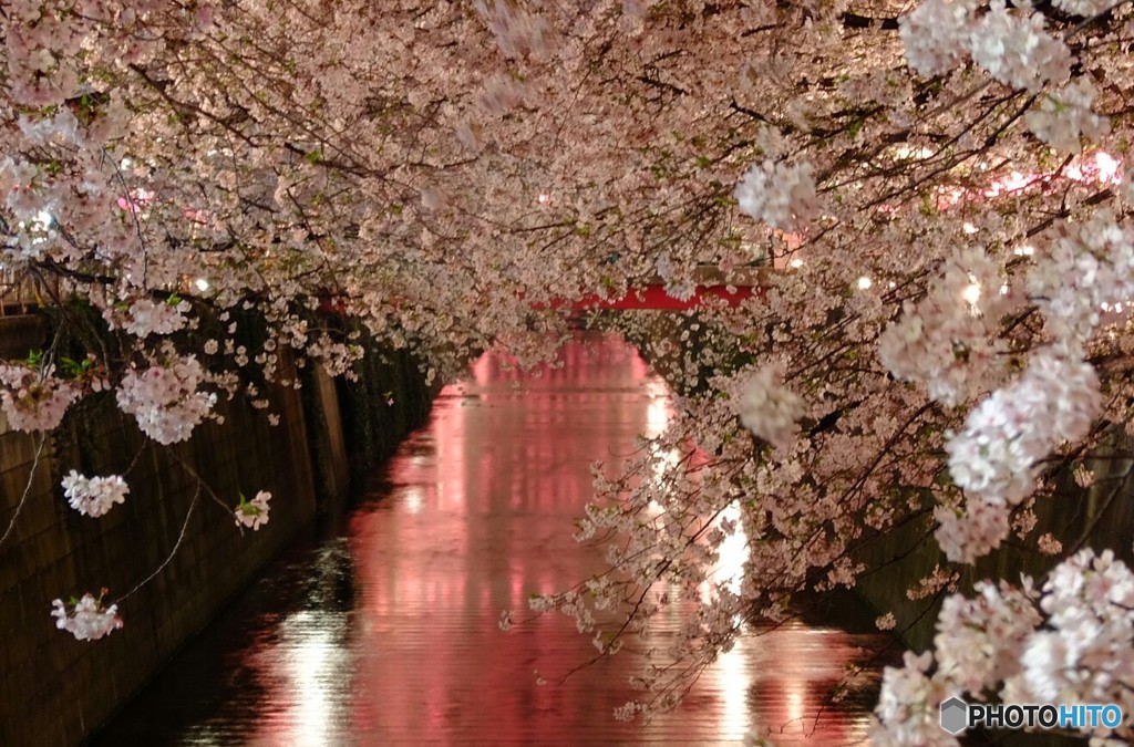 目黒川桜道