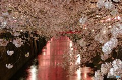 目黒川桜道