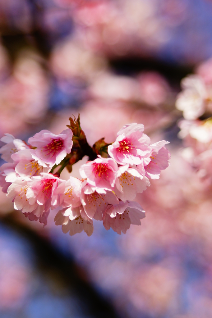 シリーズ桜2：オオカンザクラ