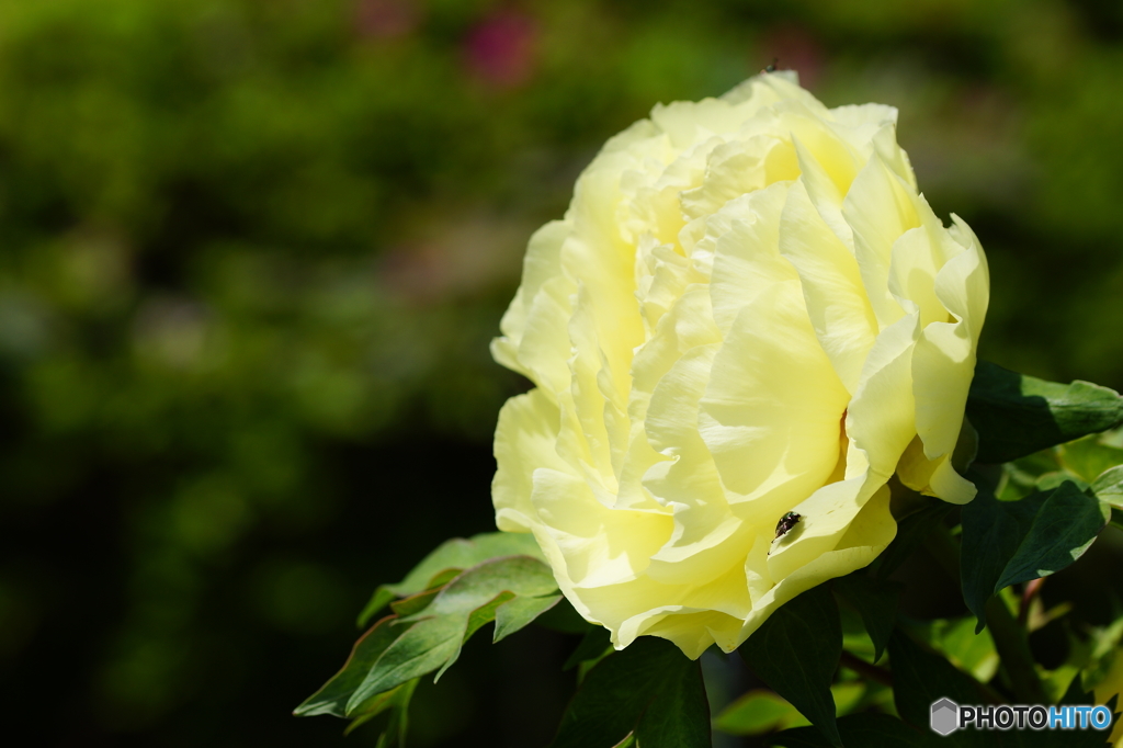 牡丹ー黄冠(ｵｳｶﾝ)