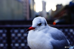 ユリカモメ