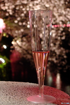 サクラに乾杯