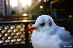 ユリカモメ君
