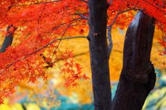 紅葉狩り