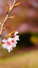 シリーズ桜15：トウカイザクラ（東海桜）