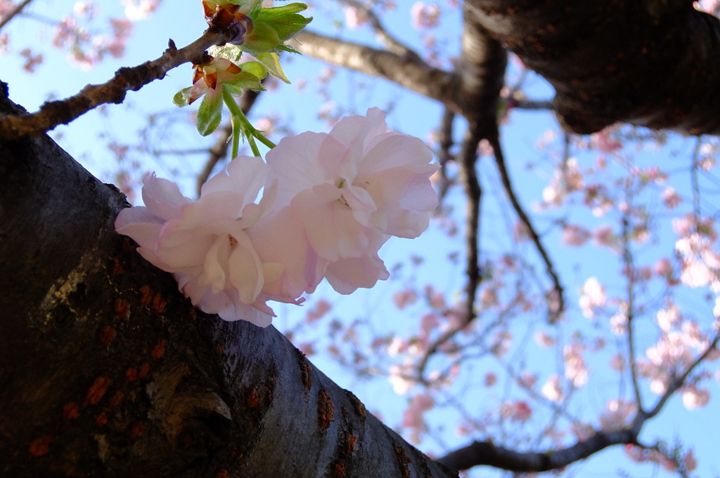 桜　福禄寿（フクロクジュ）