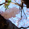 桜　福禄寿（フクロクジュ）