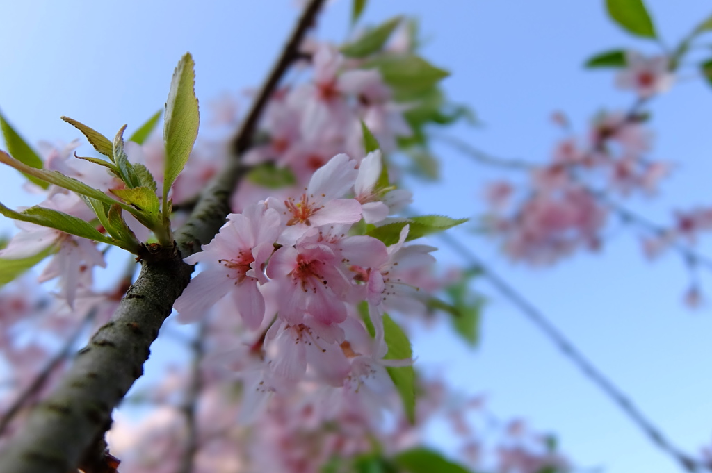 桜　紅枝垂（ベニシダレ）