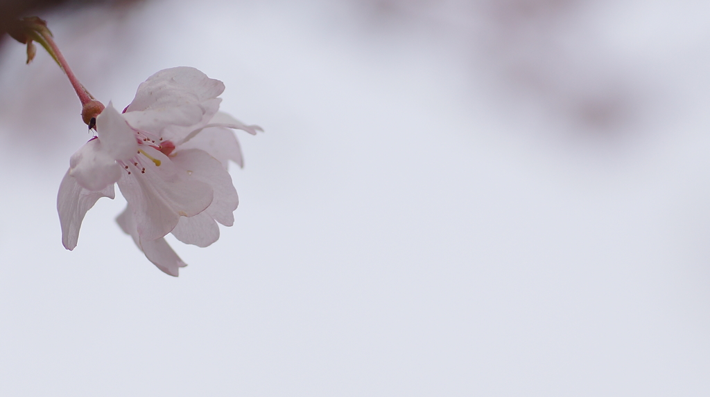 春の花たちをマクロで－６