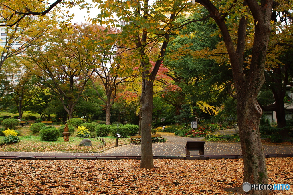 20151120　日比谷公園 (6)