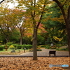 20151120　日比谷公園 (6)