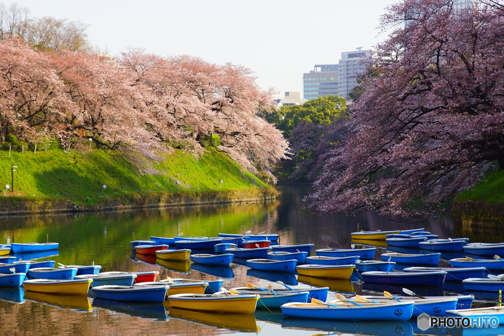 マイ桜ポイント