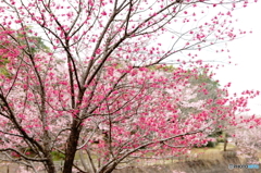 寒緋桜