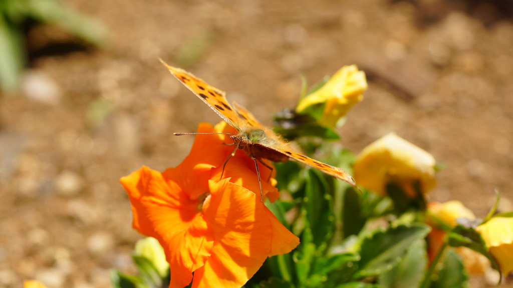 春の花たちをマクロで－１０