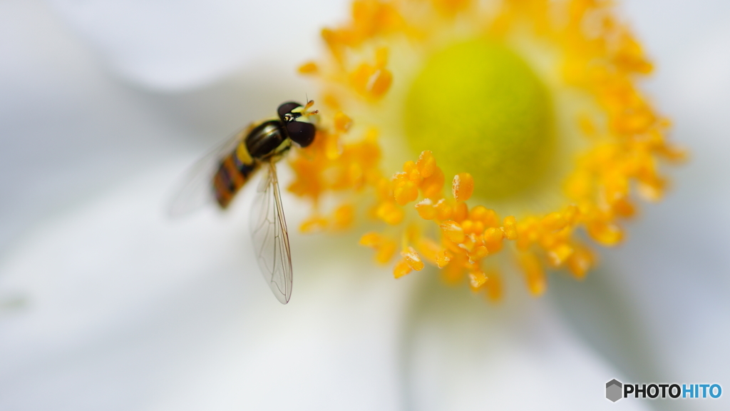 秋の花～白