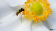 秋の花～白
