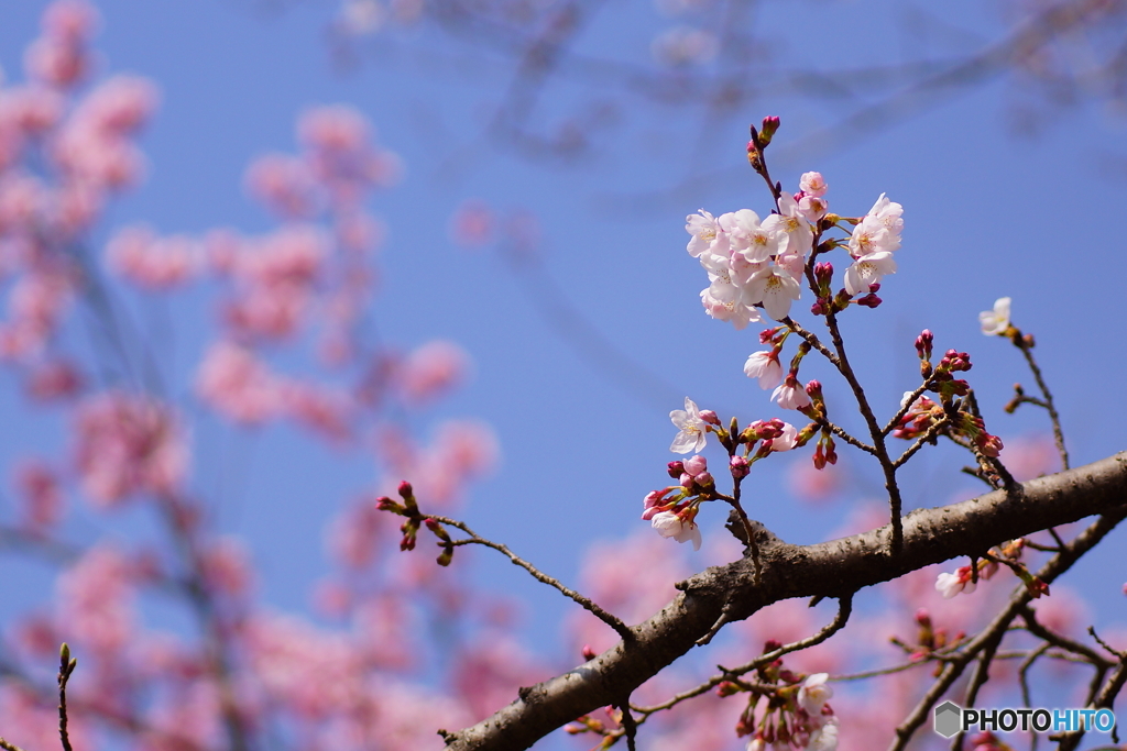 染井吉野