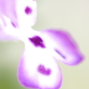 春の花　ホトケノザ