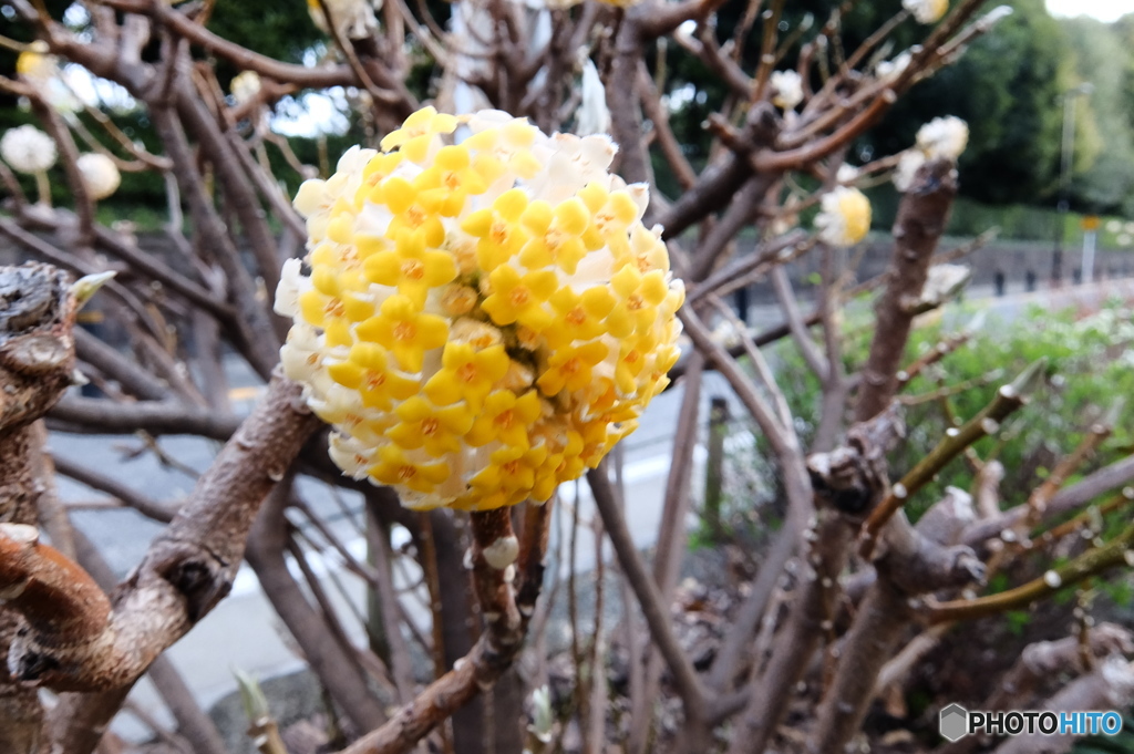 ぽんぽんふらわー