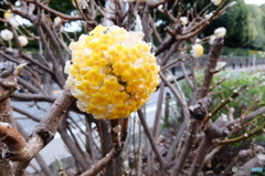 ぽんぽんふらわー