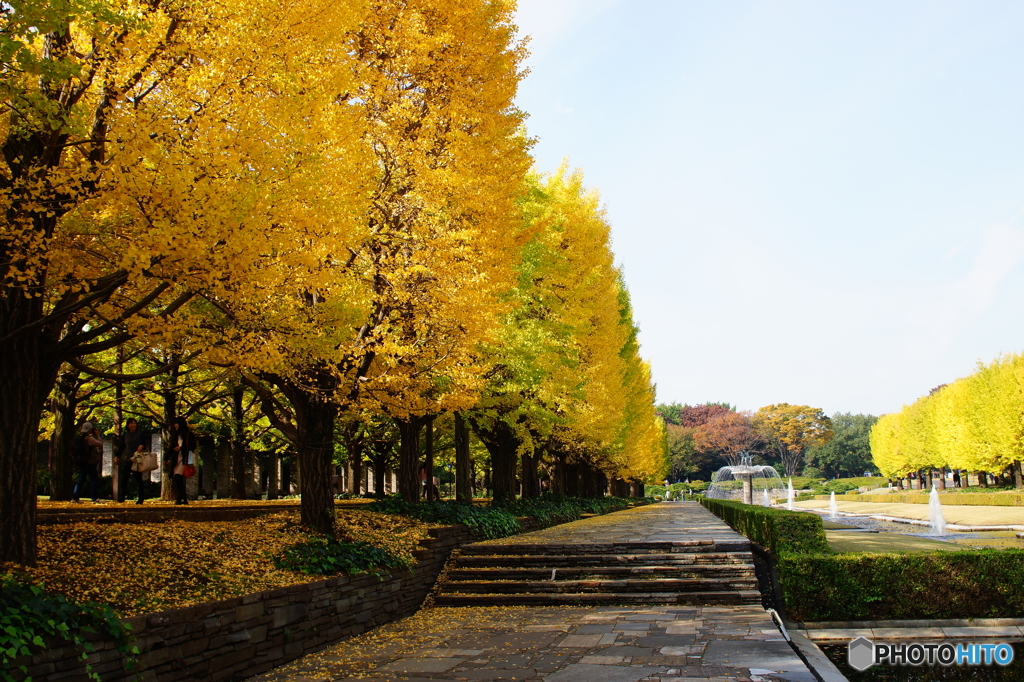 20151107昭和記念公園 (16)