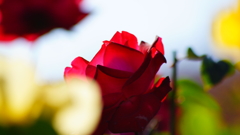 上を向いて　陽を浴びて