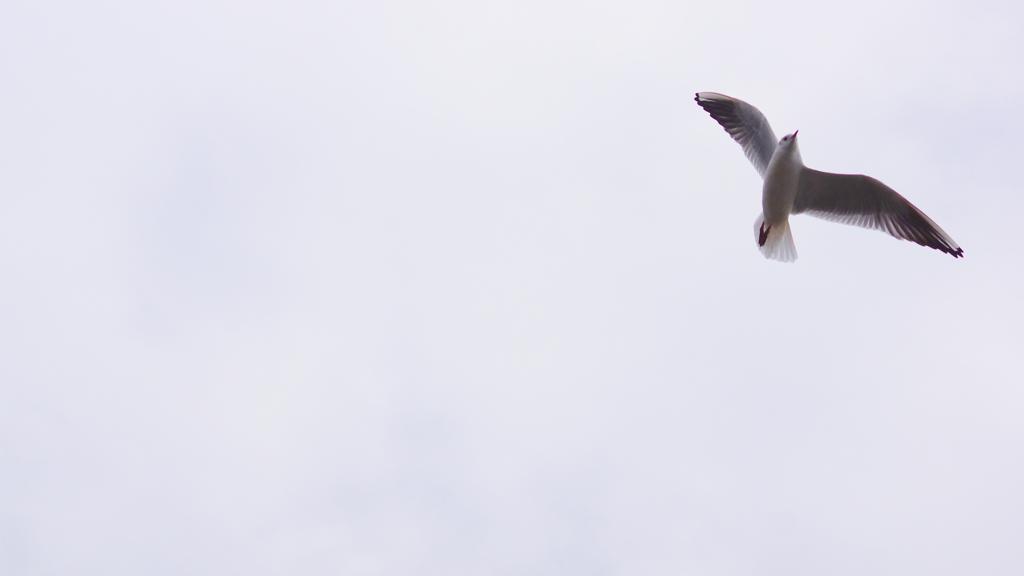 soaring-飛翔