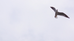 soaring-飛翔