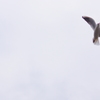 soaring-飛翔