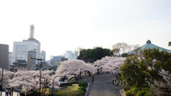 お花見