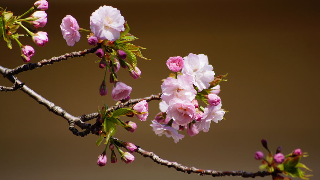 シリーズ桜24：ヤエベニオオシマ（八重紅大島）