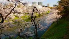 千鳥ヶ淵満開