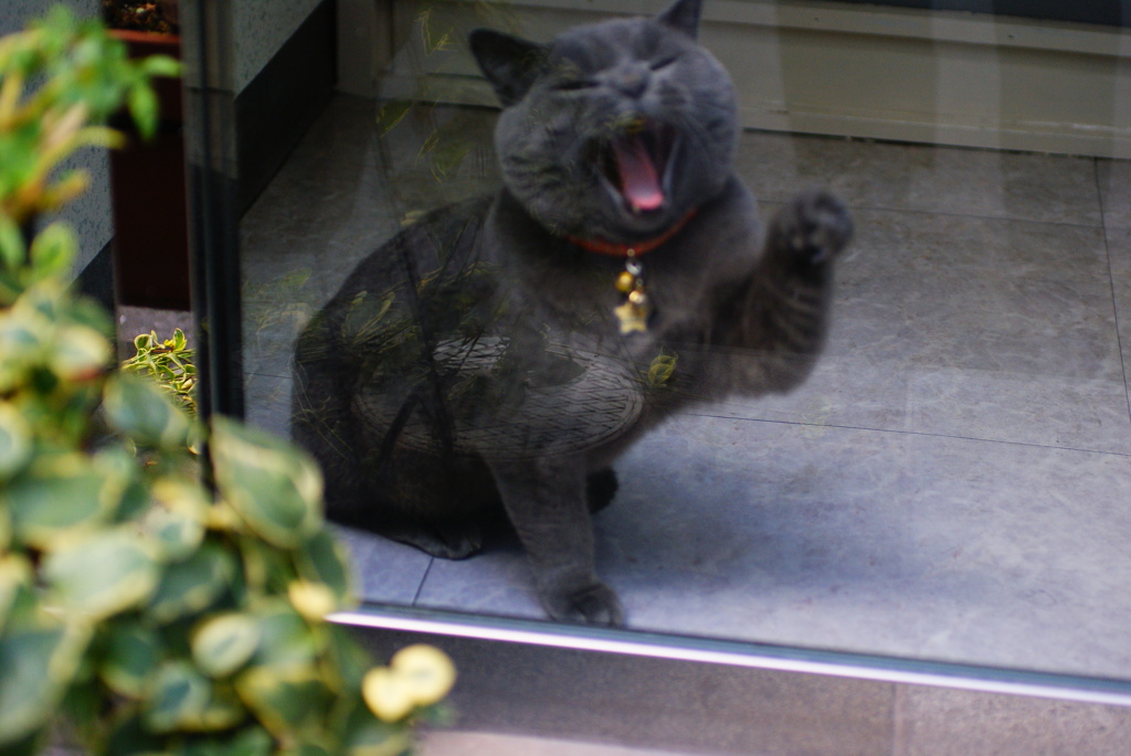 ふぁぁぁあ。よく寝たニャ。