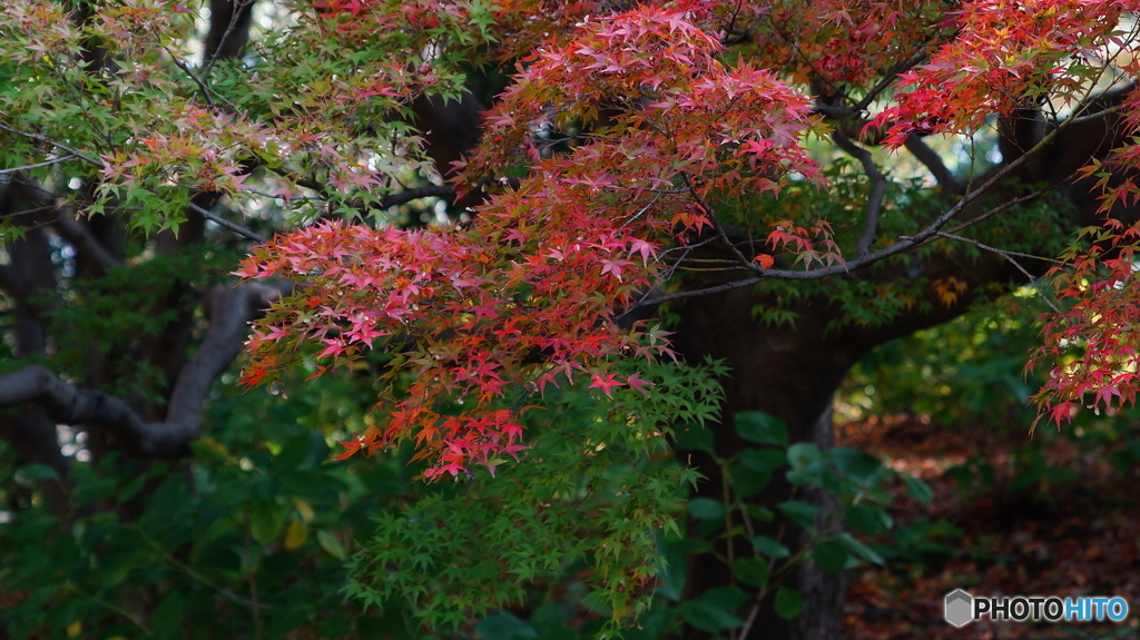 20151107昭和記念公園 (56)