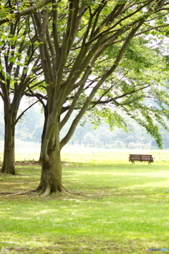 ある午後の公園