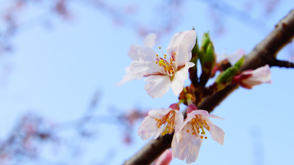 シリーズ桜8：ショウカワサクラ荘川桜
